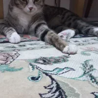 واگذاری گربه dsh