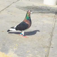 دورنگ،پلاکی دورگ چاپی تیکه لکه دار عتیقه