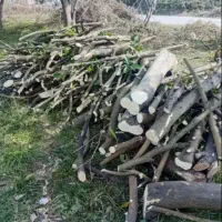 خریدار چوب پرتقال، نارنج