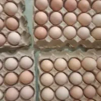 تخم مرغ محلی تک زرده و دوزرده کلی جزئی