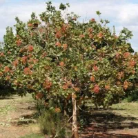 150-قصب-زمین-پسته-ای-110-تا-کلقوچی-و-40-تا-اکبری