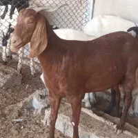 بزه