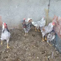 خروس طوسی گلین جوان