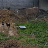 مادیان ترکمن فروشی|اسب و تجهیزات اسب‌سواری|تولم شهر, |دیوار