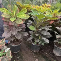 فروش انواع گل وگیاه آپارتمانی