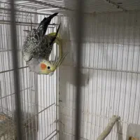 عروس هلندی جفت کار|پرنده|تربت جام, معدآباد|دیوار