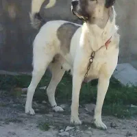 واگذاری سرابی اصیل ماده