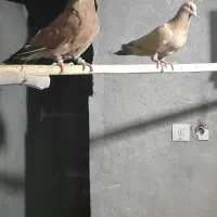 پرتقالی نر طلایی ماده