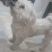 سک شیتزو باهوش