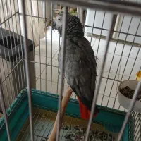 فروش کاسکو سخن گو