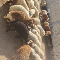 بره نر پر گوشت و زیر قیمت بازار