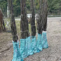 نهال فروشی مهندس آرمین میاندواب|خدمات باغبانی و درختکاری|کرج, فاز ۴ مهرشهر|دیوار