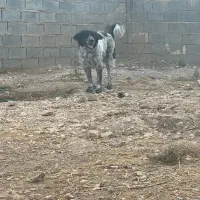 سگ لاس نگهبان و گله ای