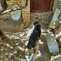 یک قلاده سگ ژرمن مالنیوز|سگ|یزد, |دیوار