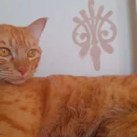 گربه نر نارنجی|گربه|مشهد, ادیب نیشابوری (شهرک غرب)|دیوار