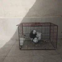 کبوتر طوقی|پرنده|مشهد, فاطمیه|دیوار