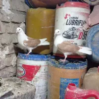 کبوتر گراف دیوانه