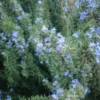 رزماری|گل و گیاه طبیعی|سنندج, |دیوار