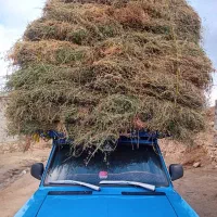 یونجه|خدمات باغبانی و درختکاری|انزل, |دیوار