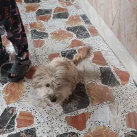 سگ خونگی سالم تمیز ۸ ماهه|سگ|قرچک, پویینک|دیوار