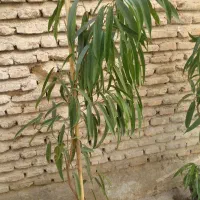 دو عدد گل امستل|گل و گیاه طبیعی|شیراز, شاهچراغ|دیوار