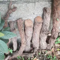 چوب عناب معرق منبت خراطی