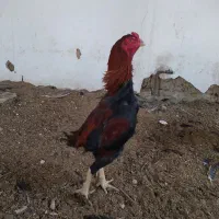 خروس لاری ترک و برزیلی