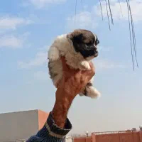 پامرین روباهی سایز ریز