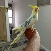 عروس هلندی سخنگو دستی نر پرو