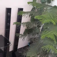 لوازم خانگی|ساعت دیواری و تزئینی|الیگودرز, |دیوار