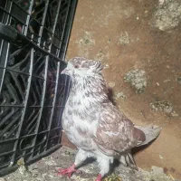 کبوتر|پرنده|سلماس, |دیوار