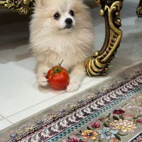 پامرخرسی نر