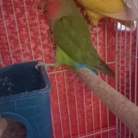 پرنده برزیلی  باخانواده