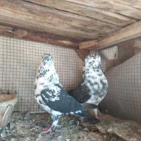 کفترجفت نروماده دهنجور پرش سنگین