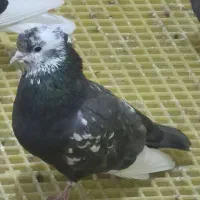 کبوتر کشتنی(قابل معاوضه)