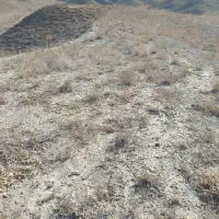 زمینکشاورزیدیمهزار|فروش زمین و ملک کلنگی|مشهد, کارده|دیوار