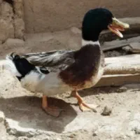 اردک
