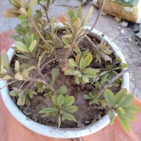 واگذاری گل مرجان و نخل و سانسوریا بزرگ