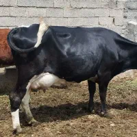 گاو|حیوانات مزرعه|مرودشت, ثبت احوال|دیوار