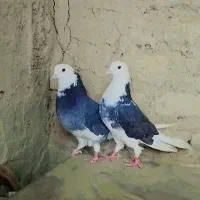 جفت کبوتر شازده پرشی