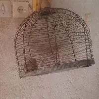 سهره جوجه