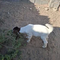 یک عدد بز|حیوانات مزرعه|سعدآباد, |دیوار