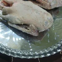 غاز و مرغ پا کرده|حیوانات مزرعه|بندر ماهشهر, |دیوار