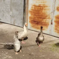 سه عدد غاز لیندا و محلی|حیوانات مزرعه|ساری, |دیوار