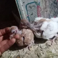 2جفت شهری چپویال بی نقص|پرنده|شیراز, دروازه قران|دیوار