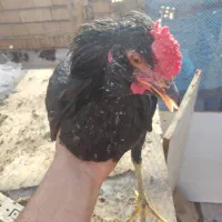 تخم نطفه دار گلین|حیوانات مزرعه|چهارباغ, |دیوار