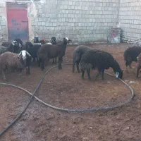 بره ماده|حیوانات مزرعه|سارال, |دیوار