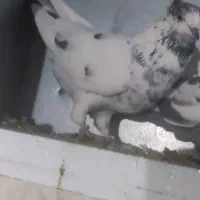 نرجوزی کاکلی درشت