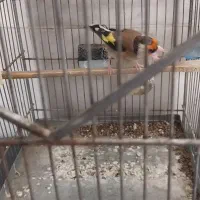 سهره دورگ|پرنده|شیراز, کوشک میدان|دیوار