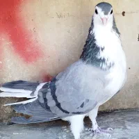 ی بوم واز بومی نروماده بدرنگ|پرنده|اصفهان, شهرستان|دیوار